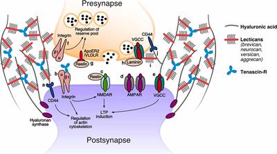 The Synaptic Extracellular Matrix: Long-Lived, Stable, and Still Remarkably Dynamic